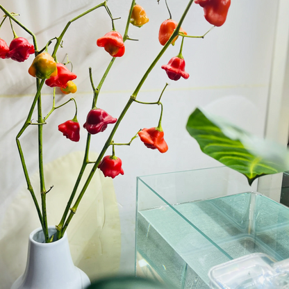 Chilli Pepper Bishops Crown Seeds (Capsicum baccatum)