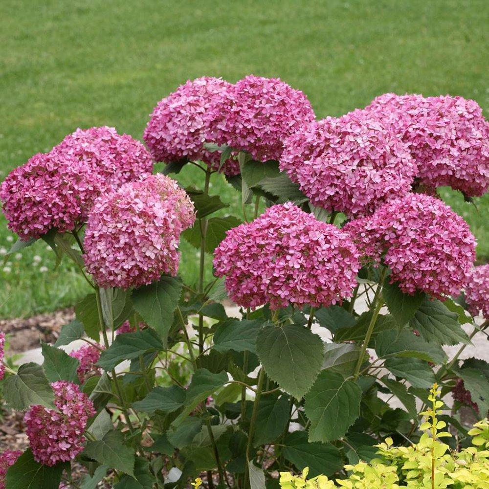 Hydrangea Seed: Unlock Nature's Beauty