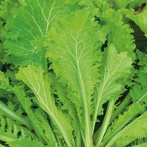 Leaf Mustard Seeds