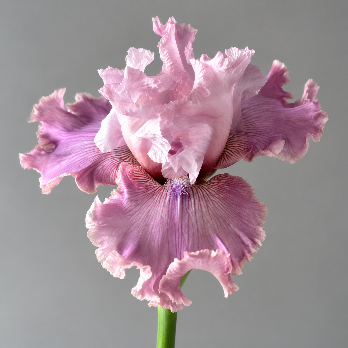 ⚜️German Bearded Iris Bulbs-Dramatic Ruffled Blooms•Lasting Perennial Beauty