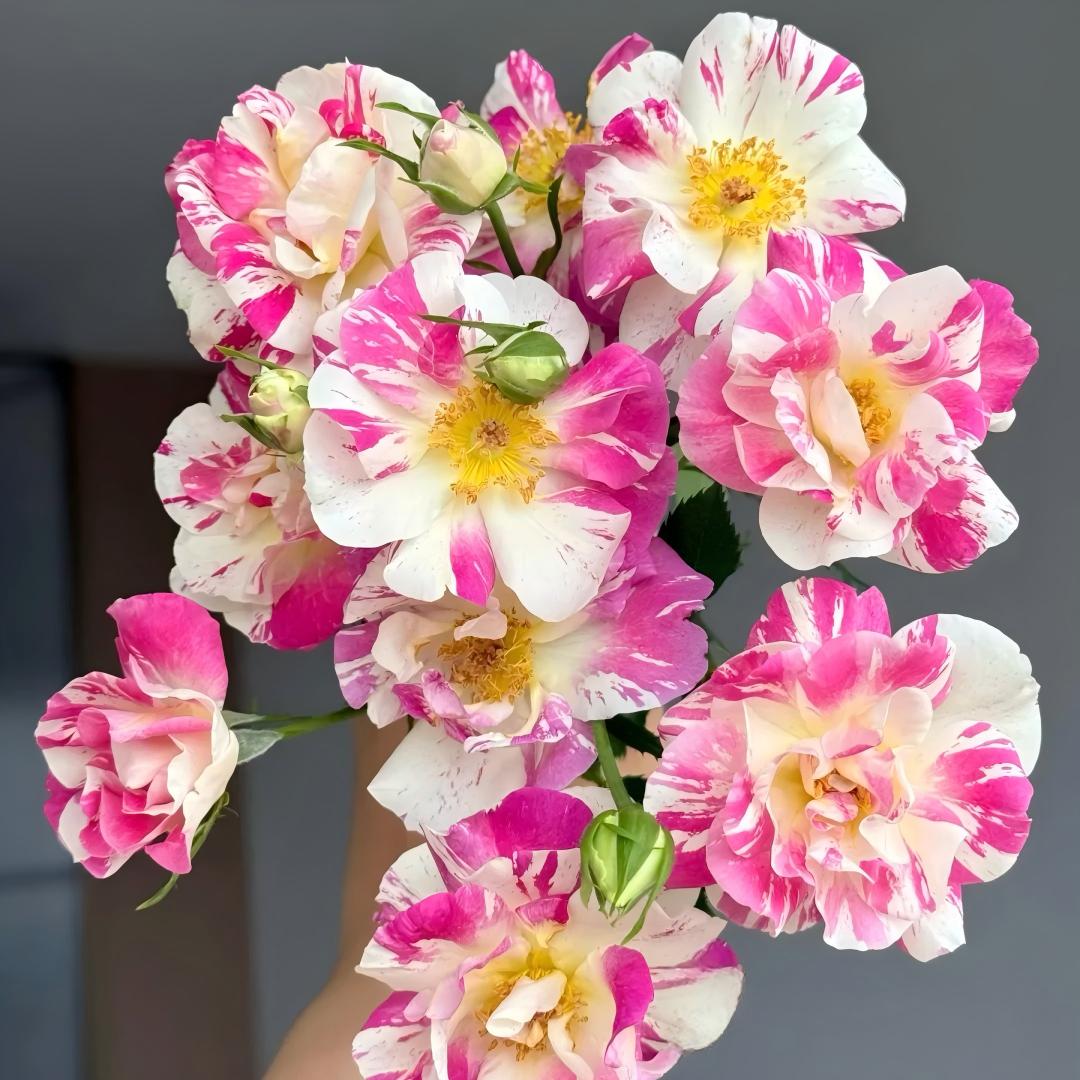 🌹 Rare Striped Rose Seeds