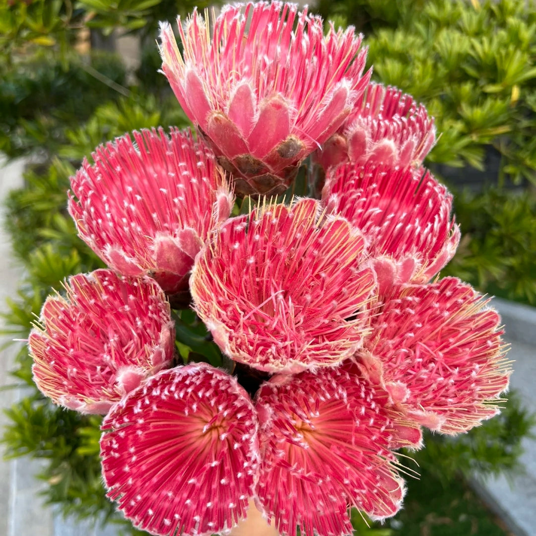 South African Princess Flower Seeds