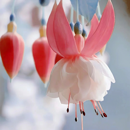 🌼Lantern Flower