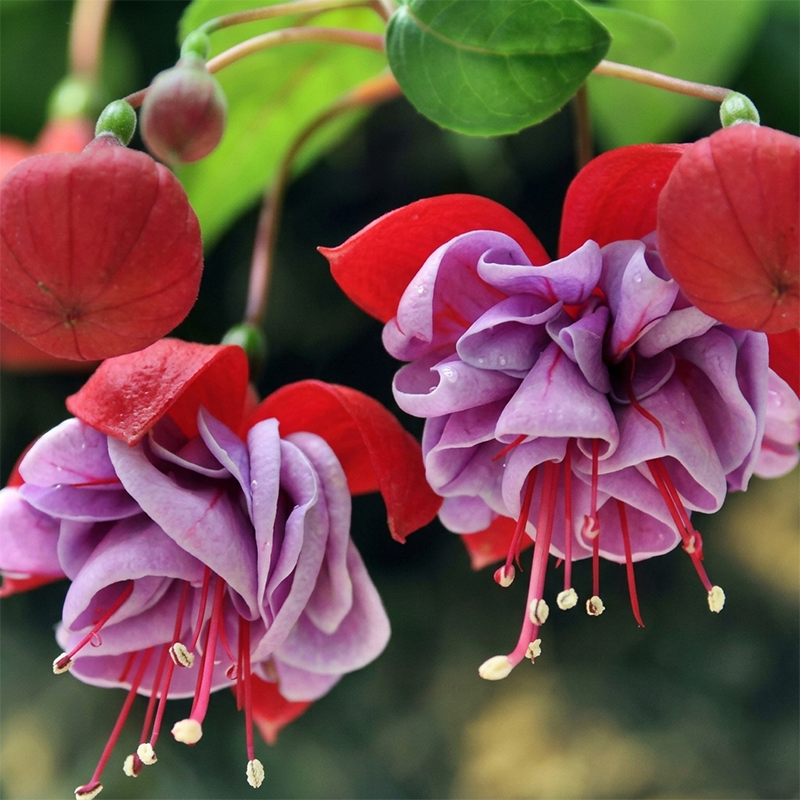 Fuchsia Flower Seeds – Stunning Hanging Lantern Flowers for Garden & Balcony