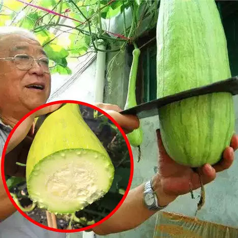 Chopping Melon Cut and Grow Melon Seeds