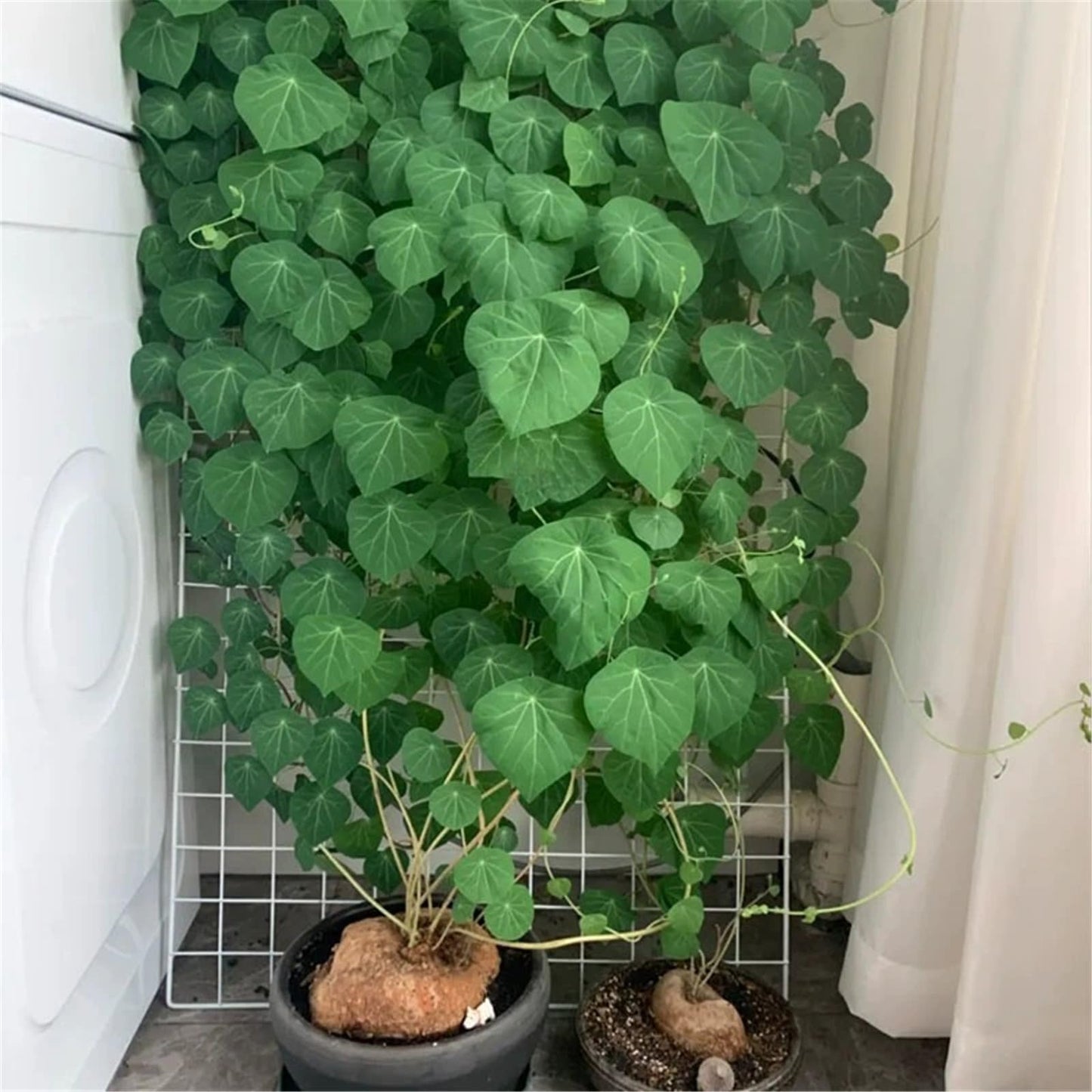 Stephania Erecta Climbing Greenery Seeds