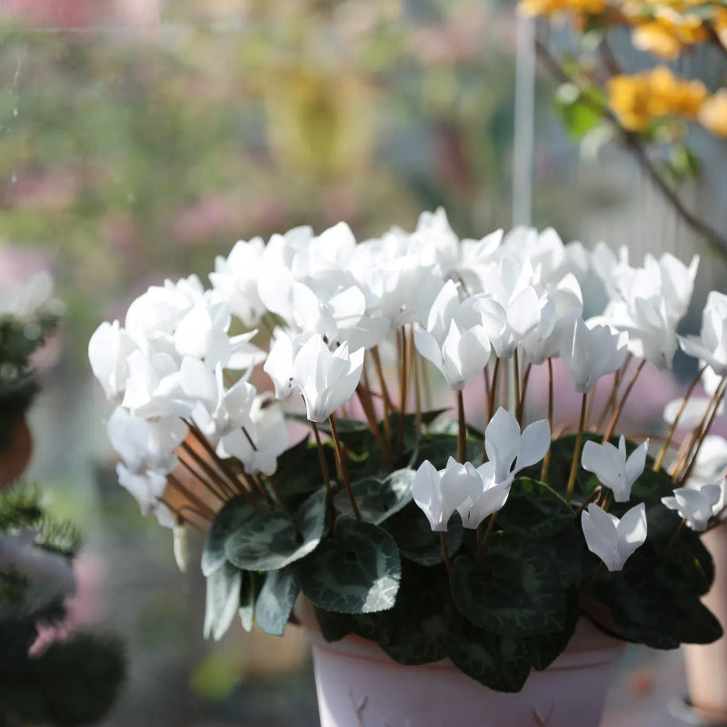 Cyclamen Flower Seeds
