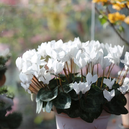 Cyclamen Flower Seeds