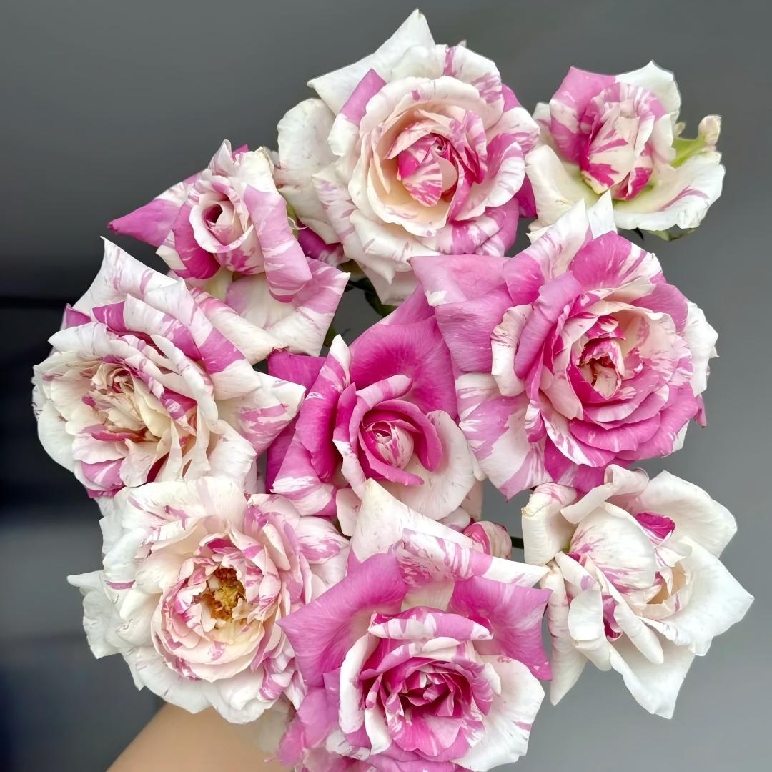 🌹 Rare Striped Rose Seeds