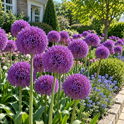 💜Giant Allium Bulbs—Flower Ball Diameter 10CM+