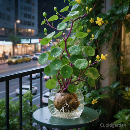 🎈🪴Red rattan Stephania Erecta Bulbs: The strongest houseplant for lazy people🌿