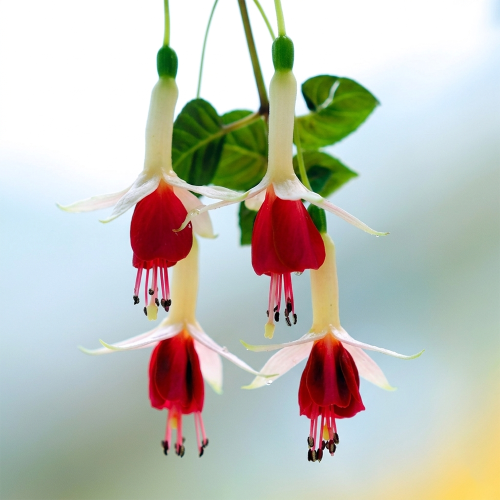 Fuchsia Flower Seeds – Stunning Hanging Lantern Flowers for Garden & Balcony