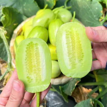 🥒Jade Maiden Cucumber - Sweet, Crispy and Refreshing