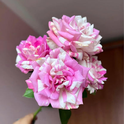 🌹 Rare Striped Rose Seeds