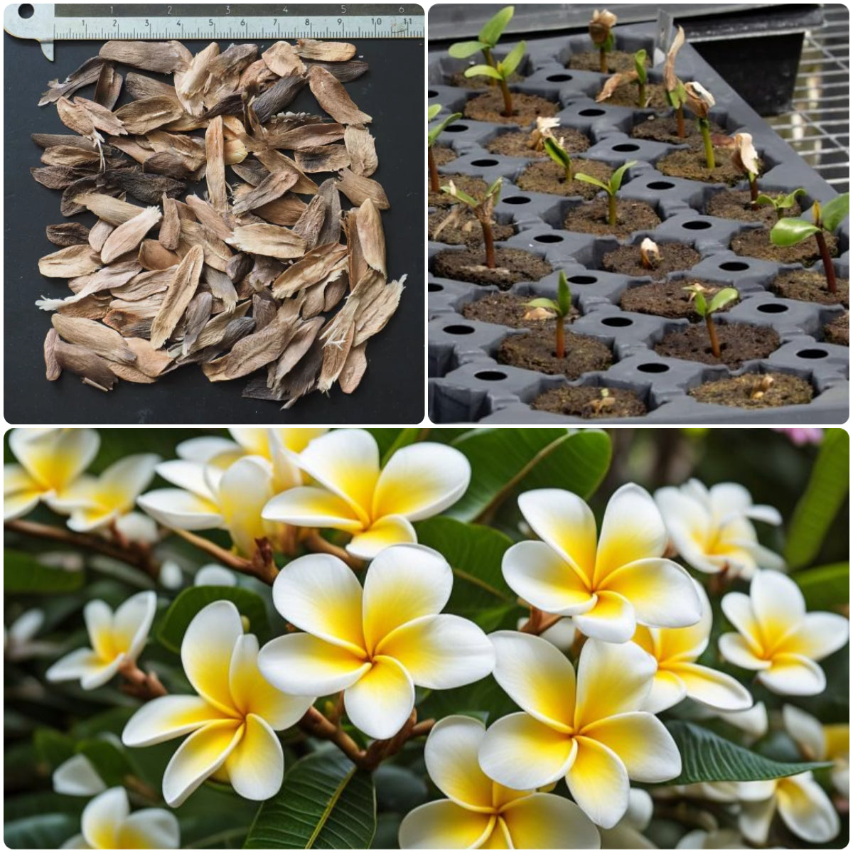 💛 Plumeria Seeds Limited-Time Sale! Create Your Summer Garden