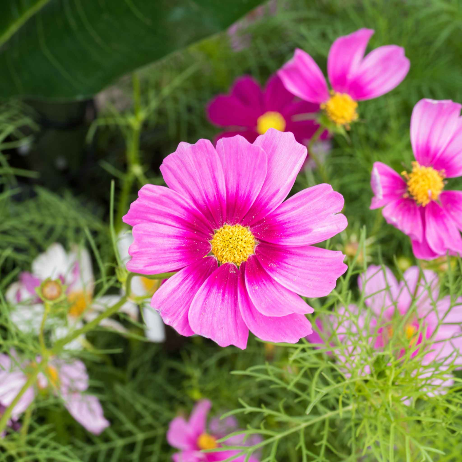 🌺Cosmos - Blooming Means Happiness And Luck