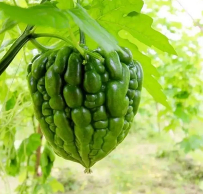 Big Top Bitter Melon Seeds