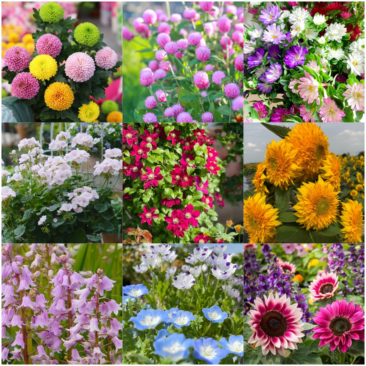 🌺Four Seasons Flowering Mixed Flower Sea Seeds