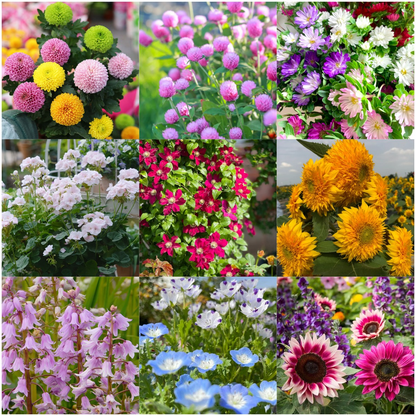 🌺Four Seasons Flowering Mixed Flower Sea Seeds