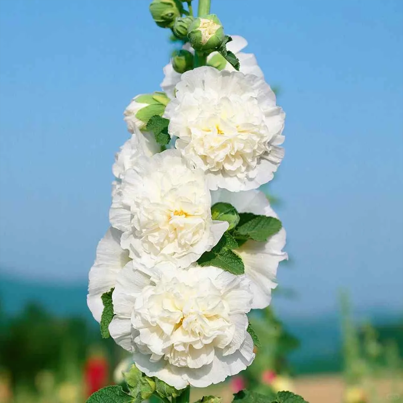 🌈Rare Rainbow Hollyhock — The Most Magical Flower of 2026