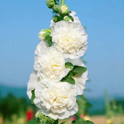 🌈Rare Rainbow Hollyhock — The Most Magical Flower of 2026