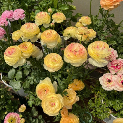 Ranunculus Flower Bulbs-Soft, Elegant, Unforgettable 🌸