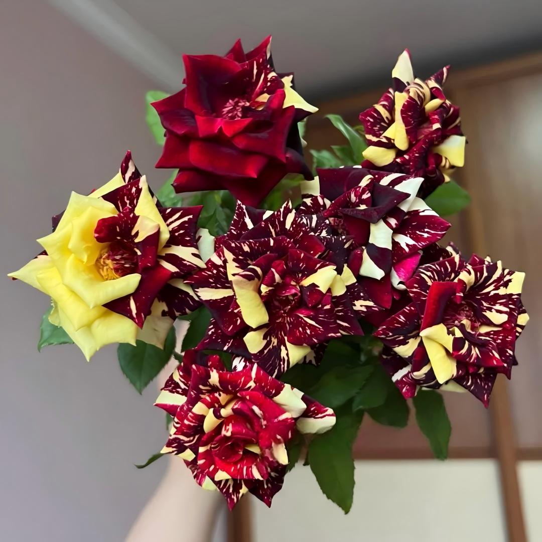 🌹 Rare Striped Rose Seeds