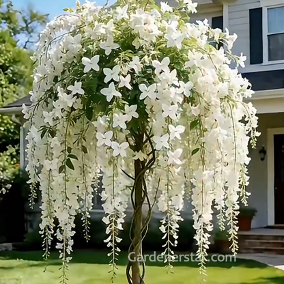 Tailing jasmine Seeds- brides veil💕