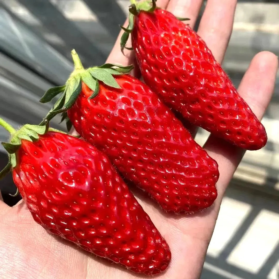 Rare Banana Strawberry Fruit Seeds