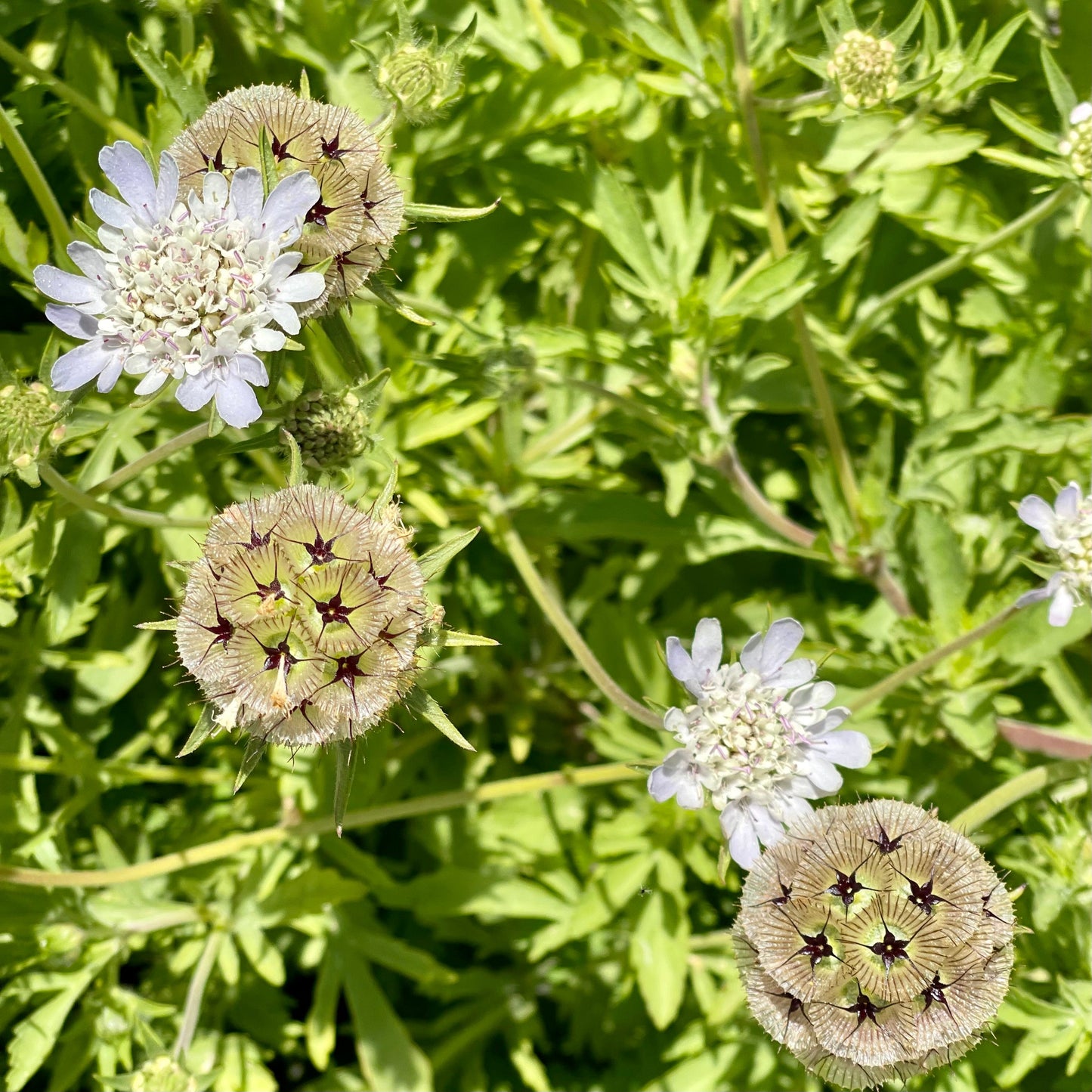 ⭐Starflower Pincushion Seeds