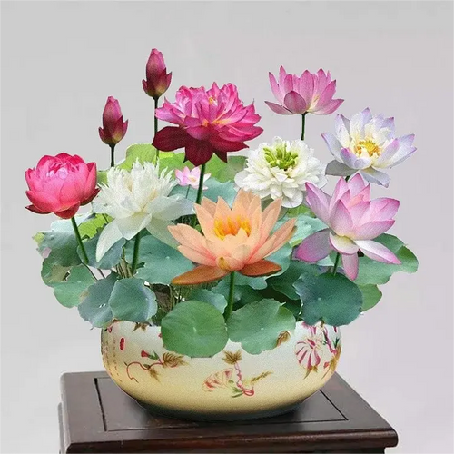 💧 The Sacred Bonsai Bowl Lotus Flower