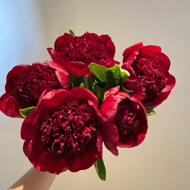 🔥LAST DAY 45% OFF🌺THE QUEEN OF FLOWERS—DOUBLE PETALED PIANI