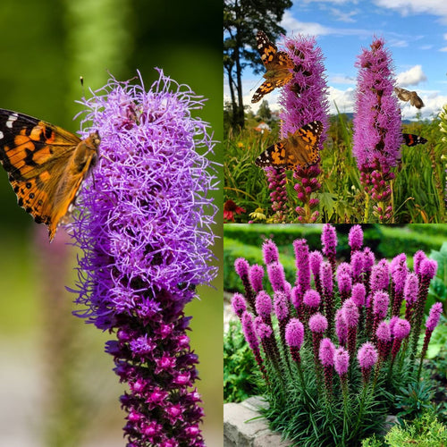 Garden Palette🦋Prairie Blazingstar