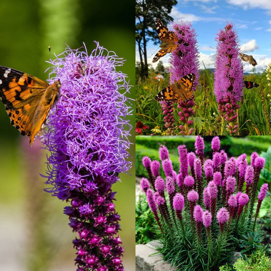 Garden Palette🦋Prairie Blazingstar
