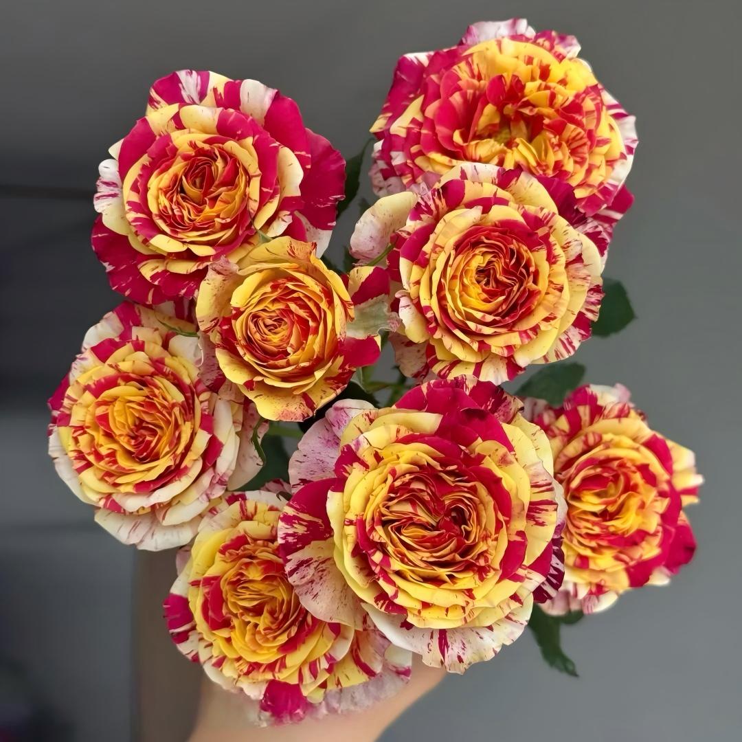 🌹 Rare Striped Rose Seeds