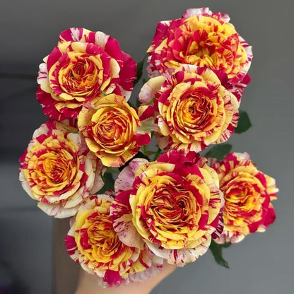 🌹 Rare Striped Rose Seeds