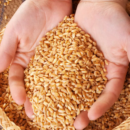 Winter Wheat