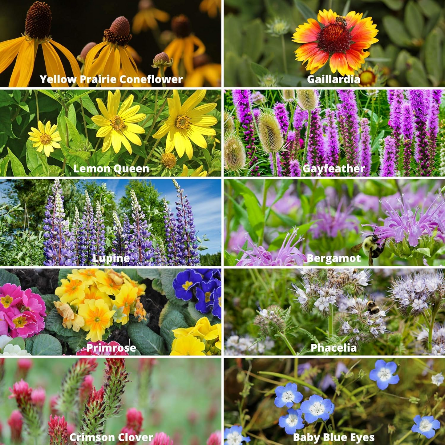 🐝Insect-friendly🔥Over 60 Mixed Perennial Flower Seeds🌿Pure Non-GMO