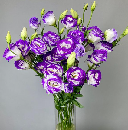 🔥53%OFF Mixed-Color Lisianthus 💥Best selling in 2026