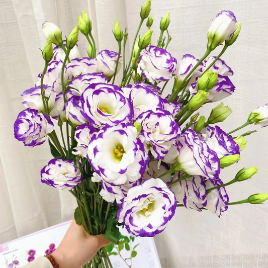 🔥53%OFF Mixed-Color Lisianthus 💥Best selling in 2026