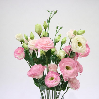 🔥53%OFF Mixed-Color Lisianthus 💥Best selling in 2026