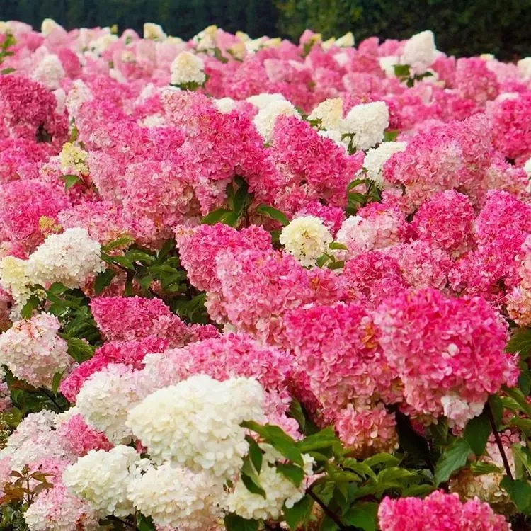 Panicle Hydrangea Flowers Seeds 💞 Plants Home Garden Flower Seeds