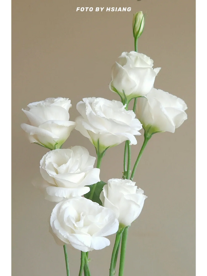 💐Lisianthus – Timeless Beauty, Everlasting Love💫