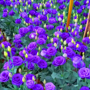 💐Lisianthus – Timeless Beauty, Everlasting Love💫