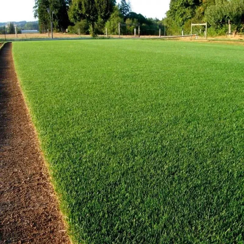 🌱 Four Seasons Evergreen Dwarf Grass Seed | Create Your Perfect Lawn, Starting Here!