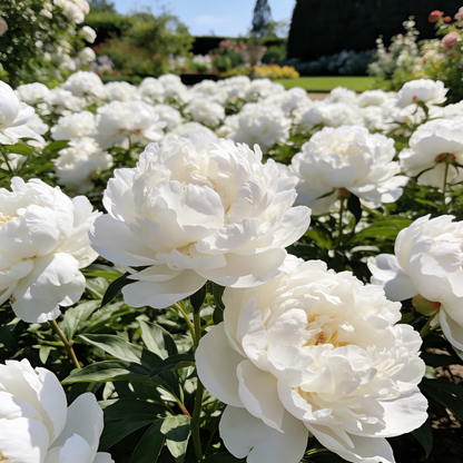 🌺"King of Flowers" Peony Flower Seeds