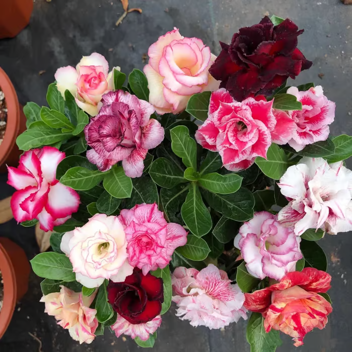 🌵🌹 Dive into Desert Beauty: Desert Rose Bulbs for Your Tranquil Haven!-Various Colors🌱Long Flowering Period 🏜️🌺