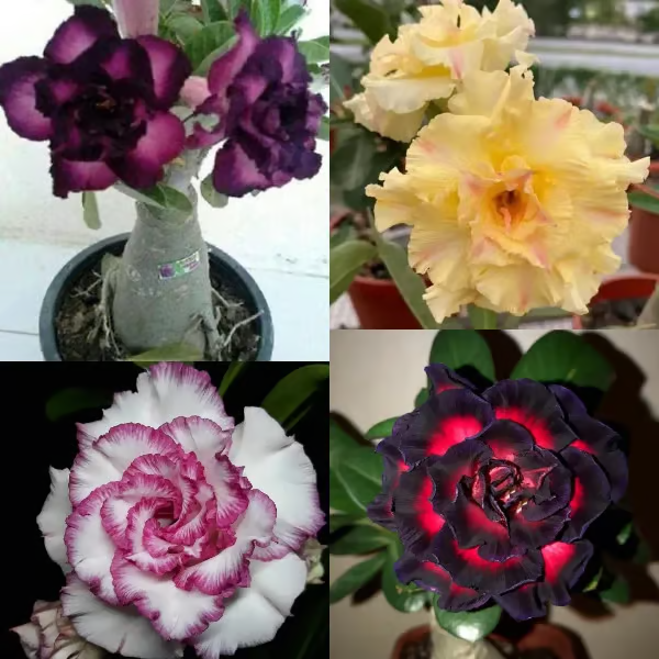 🌵🌹 Dive into Desert Beauty: Desert Rose Bulbs for Your Tranquil Haven!-Various Colors🌱Long Flowering Period 🏜️🌺