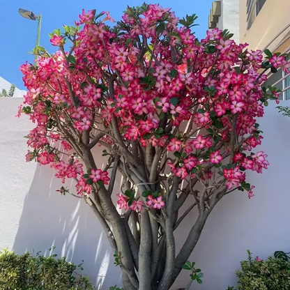 🌵🌹 Dive into Desert Beauty: Desert Rose Bulbs for Your Tranquil Haven!-Various Colors🌱Long Flowering Period 🏜️🌺