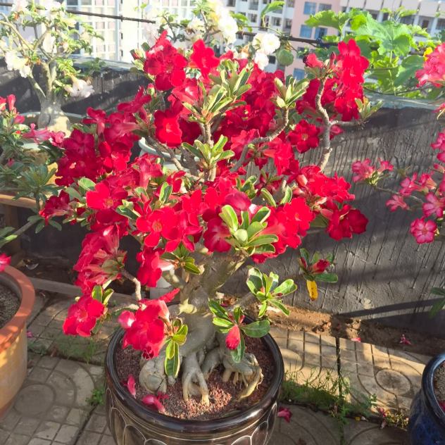 🌵🌹 Dive into Desert Beauty: Desert Rose Bulbs for Your Tranquil Haven!-Various Colors🌱Long Flowering Period 🏜️🌺